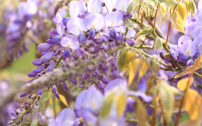 Dimensione olistica: l’aromaterapia