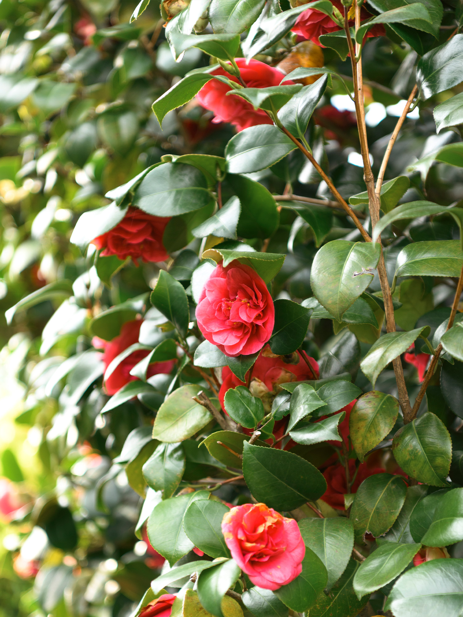 Trota salmonata con ingredienti freschi della cucina sana del ristorante a Coassolo nelle Valli di Lanzo vicino Torino